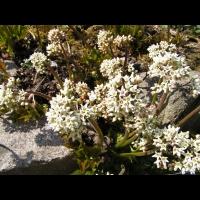 Lierre de Mandchourie - Aceriphyllum Rossii (fam Saxifragees) (Chine) (02)
